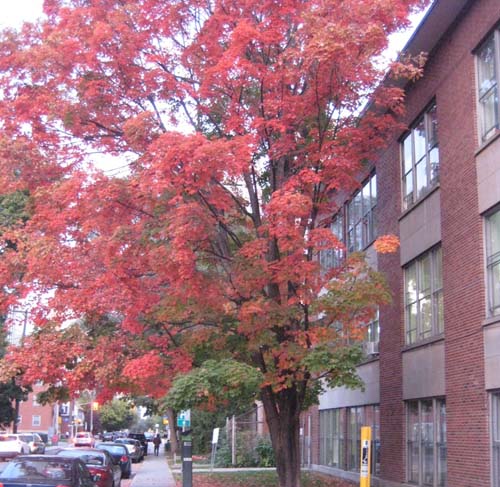 Ottawa ESL computer classes at St. Patrick's Adult School.